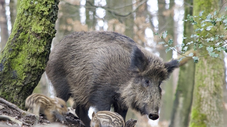 Video: Thousands Of Wild Boars Have Contracted Swine Flu In Hungary