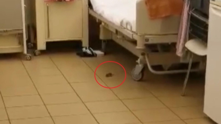 Hospital Mouse Becomes TV Star In Hungary