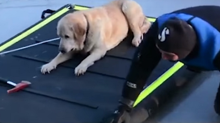 Video: Dog Rescued From Frozen Lake In Hungary